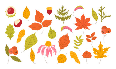 Obraz premium Set of autumn leaves. Autumn leaves, berries on a white background