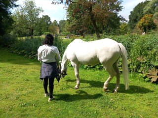 Obraz premium Cavallo bianco in un parco di Amsterdam 