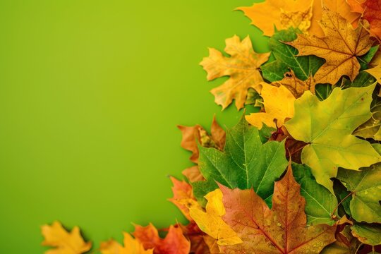 Autumn leaves background against vibrant green header with full of copy space, greetings card