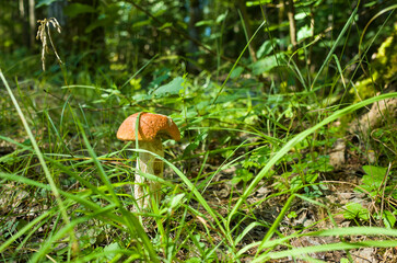 Aspen mushroom in green grass in Nordic bright forest, Leccinum albostipitatum, Orange-cap boletus, Wild edible mushroom, Nature of Sweden