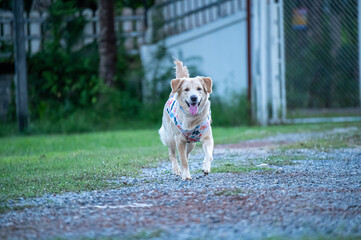 Golden Retriever Running or walking in Floral Vest Outdoors