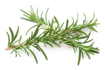 Fototapeta premium Branch of rosemary on white background