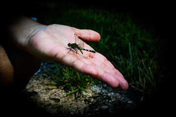 dragonfly takes a rest on hand