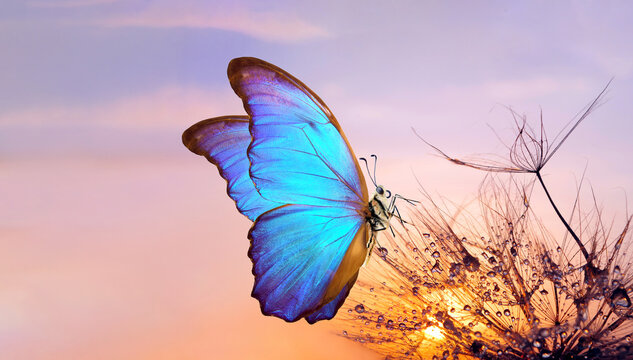 Fototapeta Natural pastel background. Morpho butterfly and dandelion. Seeds of a dandelion flower in drops of water on a background of sunset. Copy spaces.