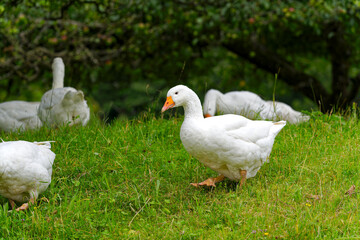 Flock of white geese walking and grazing on meadow at Swiss City of Zürich on a sunny summer day. Photo taken July 24th, 2024, Zurich, Switzerland.