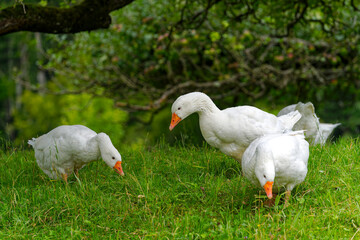 Flock of white geese walking and grazing on meadow at Swiss City of Zürich on a sunny summer day. Photo taken July 24th, 2024, Zurich, Switzerland.