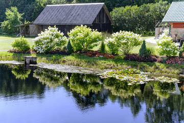 Obraz premium A lake with clear water surrounded by blooming hydrangea bushes that are reflected in the water at the Latvian countryside 
