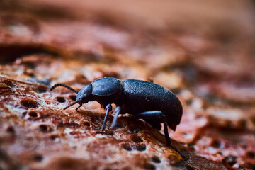 Glossy Black Beetle on Tree Bark Close-Up