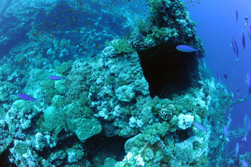 wreck - shipwreck) in scuba divers' slang - a type of dive in which a descent is made to sunken...