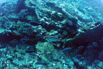 wreck - shipwreck) in scuba divers' slang - a type of dive in which a descent is made to sunken ships or objects. Often such a dive involves penetration into the overhead environment (cabins, holds of