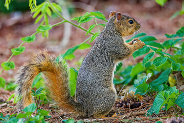 Fototapeta premium The fox squirrel (Sciurus ni..r), also known as the eastern fox squirrel or Bryant's fox squirrel
