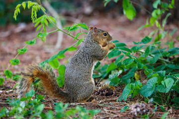 The fox squirrel (Sciurus niger), also known as the eastern fox squirrel or Bryant's fox squirrel