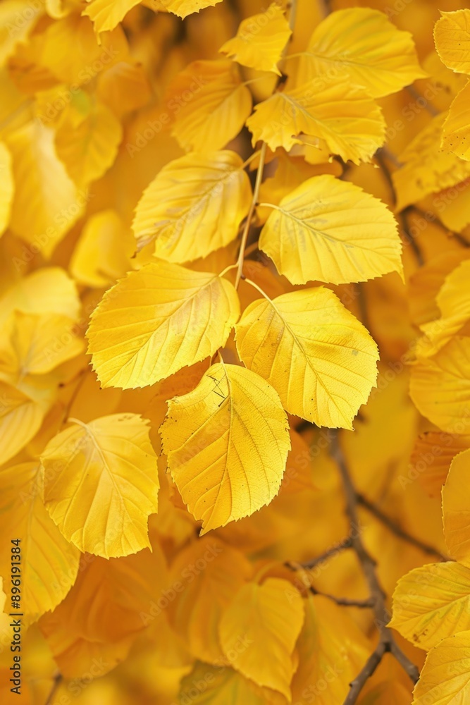 Poster a cluster of bright yellow leaves captured in a tight shot, ideal for highlighting details and textu