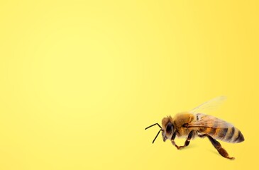Common wasp, wild Vespula vulgaris on background