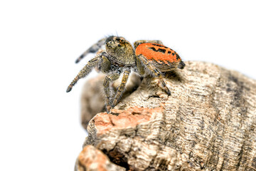 Phidippus texanus jumping spider in the family Salticidae animal arachnid family jumping web spider. Phidippus texanus male spider Origin USA, Mexico macro photography.