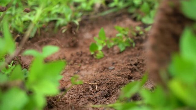 A sapper digs the earth with a shovel