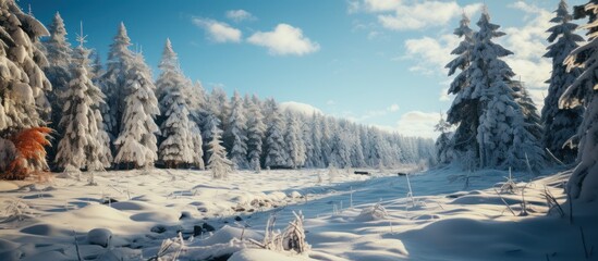 Low angle view of snow covered pine trees on a winter day