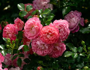 Red, pink roses bush in summer garden.