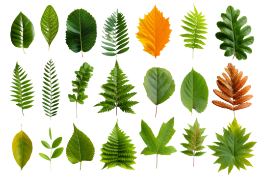 Collection of various tropical leaves in different shapes and colors, isolated on white background. Perfect for botanical or nature-themed projects.