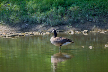 Canada goose (Branta canadensis) resting on the shallow water in the river