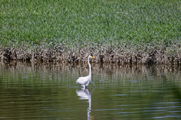 The great egret (Ardea alba) on the hunt. This bird also known as the common egret, large egret, or  great white egret or great white heron.