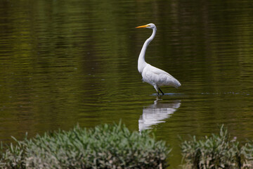 Fototapeta premium The great egret (Ardea alba) on the hunt. This bird also known as the common egret, large egret, or great white egret or great white heron.