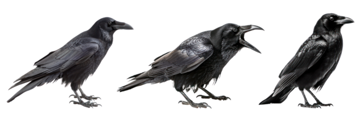 Raven bird png cut out element set