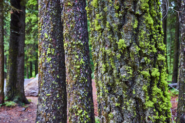 Moss-Covered Tree Trunks in Dense Forest at Eye Level