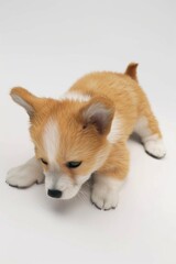 Obraz premium Adorable young corgi with curly fur. Tiny paws on the ground.