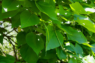 The northern catalpa (Catalpa speciosa), commonly known as the  hardy catalpa, western catalpa, cigar tree or catawba is tree native to the midwestern United States.