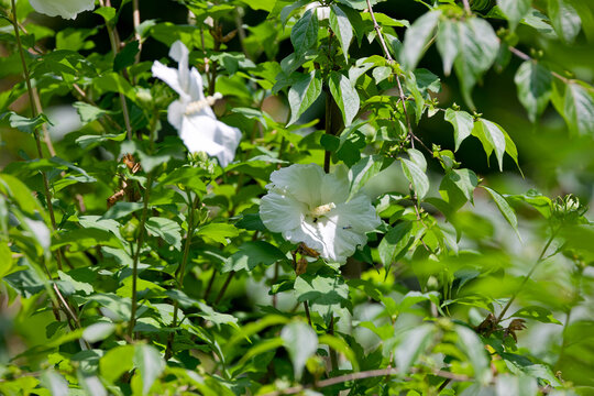 Blooming hibiscus in the state forest