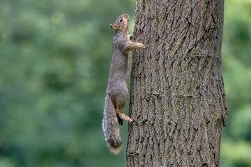 The fox squirrel (Sciurus niger), also known as the eastern fox squirrel or Bryant's fox squirre