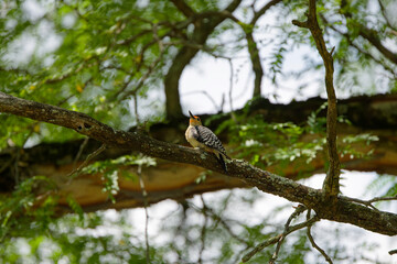 The red-bellied woodpecker - male.  Medium sized  American woodpecker.