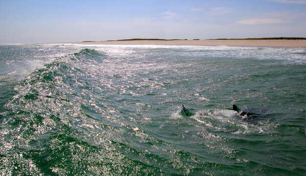 Great White in Surf