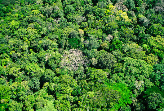 Aerial view of the Amazon Forest near Serra do Navio City, , where the manganese deposits exported to Japan until its exhaustion. Amap&aacute;, Brazil, 2012