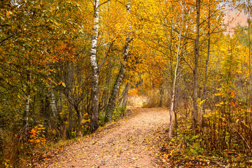 Fall woodland scenic landscape with trail
