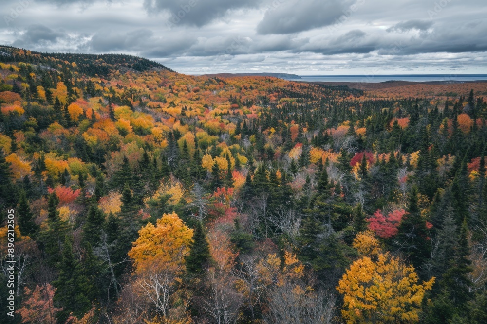 Poster A beautiful image of a dense forest filled with various colors of trees, perfect for use in nature-inspired designs or as a background