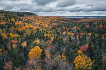 A beautiful image of a dense forest filled with various colors of trees, perfect for use in nature-inspired designs or as a background