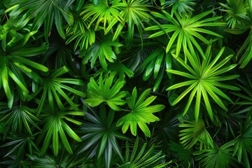 Lush Green Palm Leaves Background