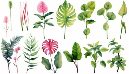 watercolor style illustration of tropical foliage and flora, leaves and flower , Monstera, Philodendron, collection set isolated on white background