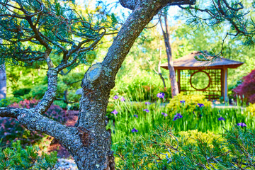 Serene Pine Tree and Gazebo in Gresham Japanese Garden Close-Up