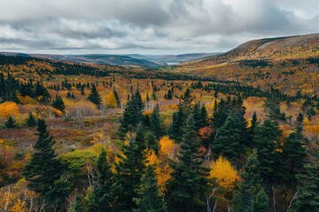 A dense forest surrounded by tall trees and a majestic mountain in the background