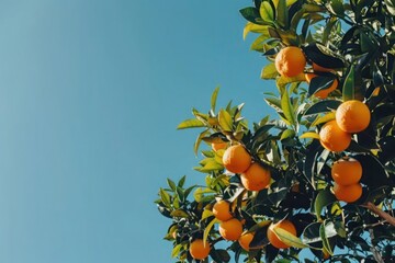 oranges on tree