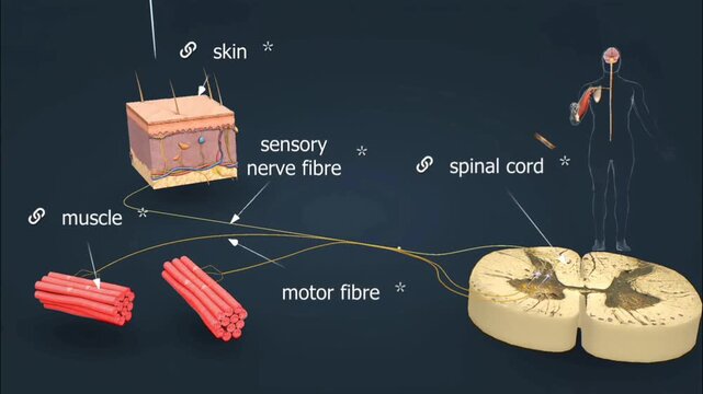 Reflex arc