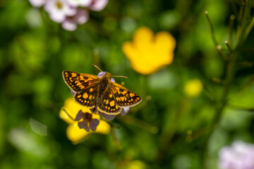Butterfly with yellow spots on flower, Chequered Skipper, Carterocephalus palaemon