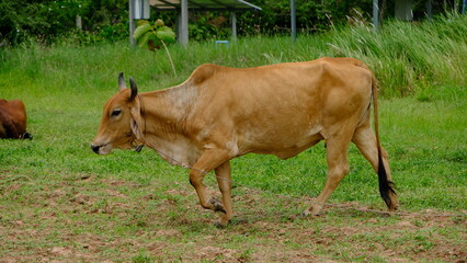 Fototapeta premium A brown cow walking gracefully across a lush green pasture, showcasing the beauty of rural life and farming.