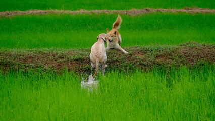A playful dog joyfully leaps across a lush green field, capturing the essence of nature and rural life.