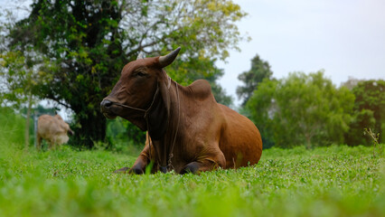 A serene brown cow resting peacefully in a lush green field, surrounded by nature's beauty and tranquility.