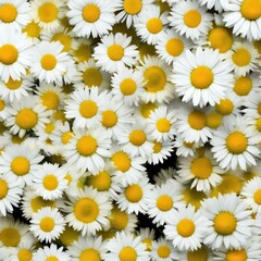 Obraz premium Vibrant White Daisies with Yellow Centers Forming a Cheerful Floral Pattern