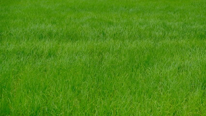 Lush green grass rice fills the frame, showcasing vibrant colors and natural beauty, perfect for landscaping or nature-themed projects.